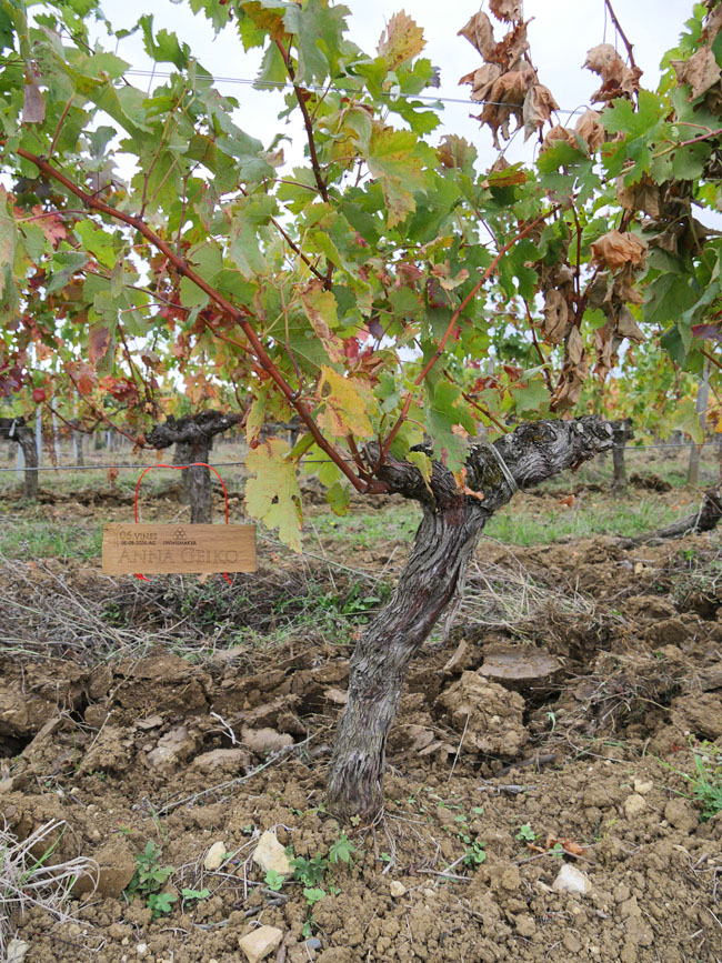 Виноградник на урожай